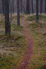 A quiet mountain trail winding through tall pine trees.