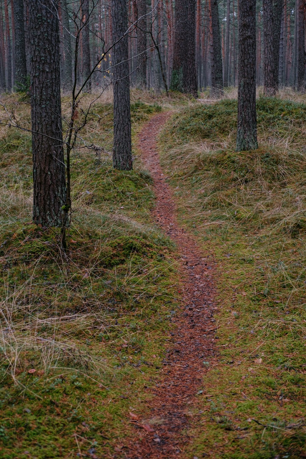 Un chemin à travers une forêt avec des arbres et de l’herbe