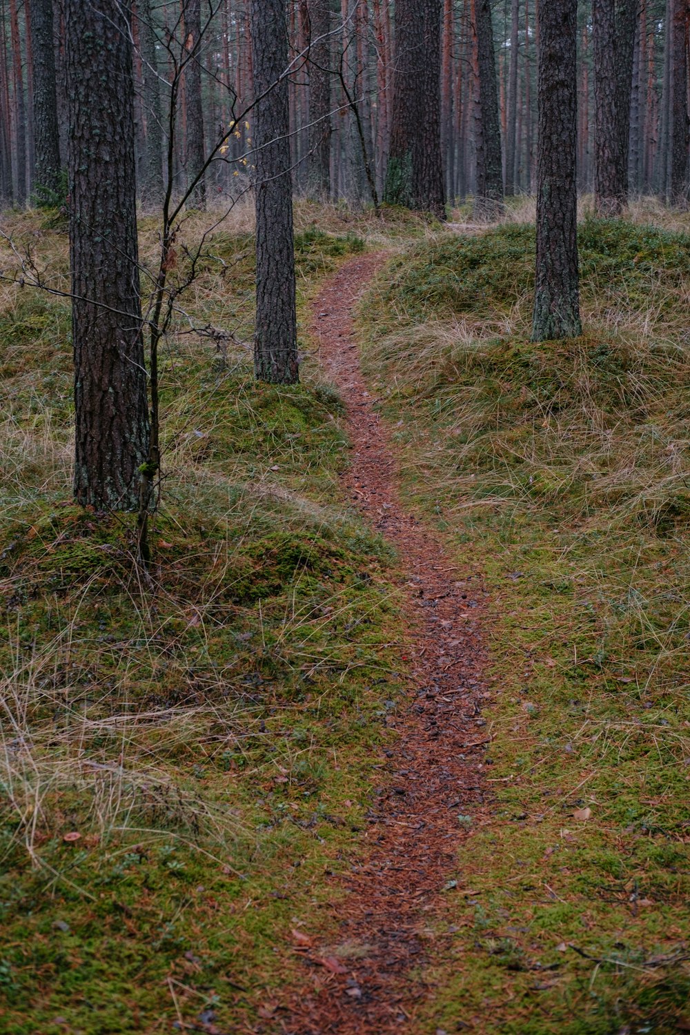 a path through a forest with trees and grass