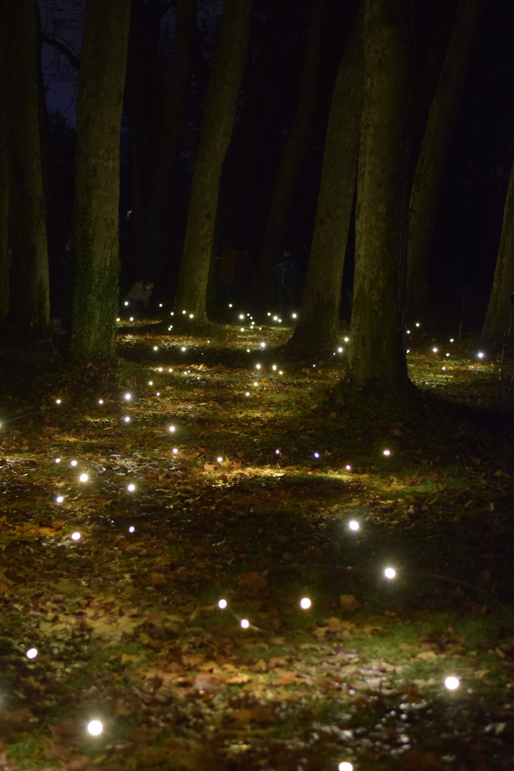 a forest filled with lots of glowing lights