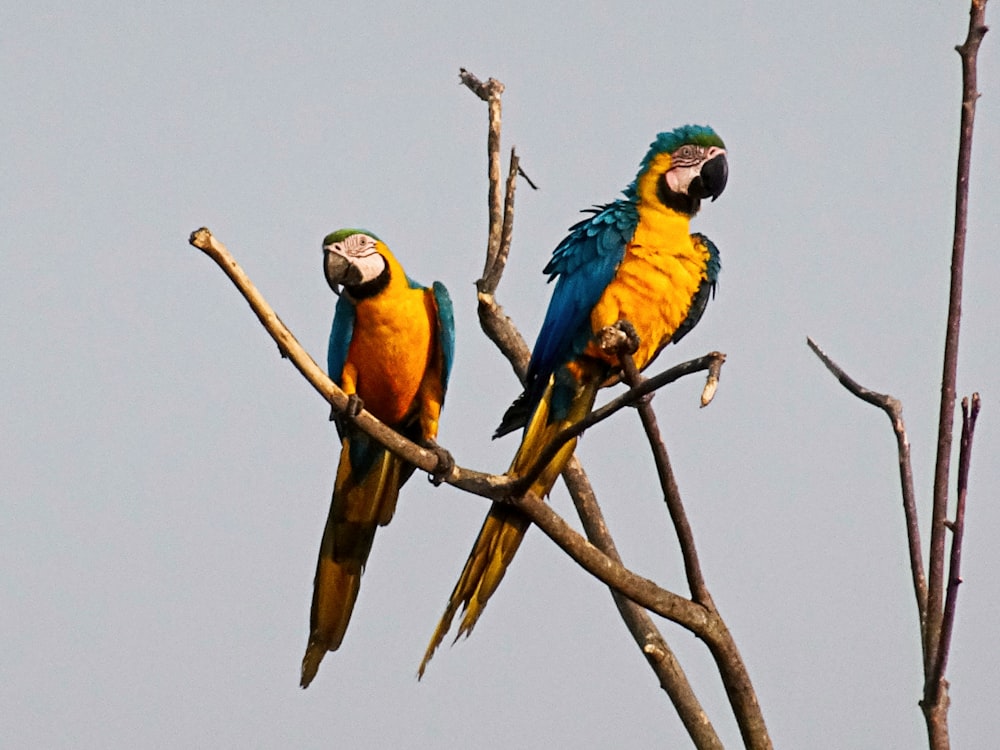 two parrots are perched on a tree branch