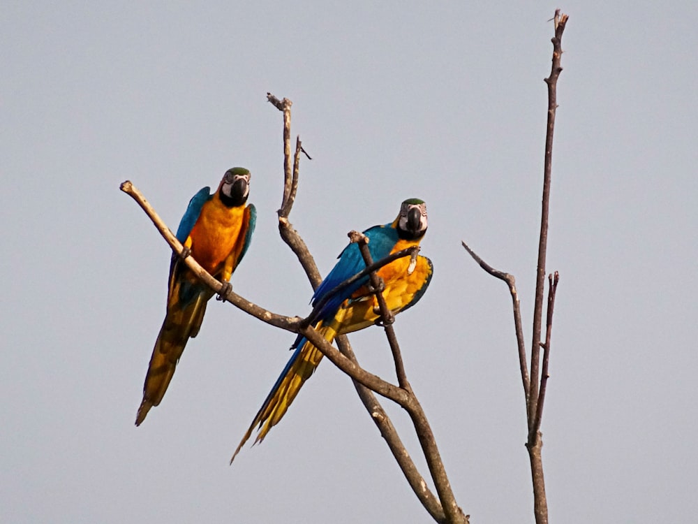 two colorful birds perched on top of a tree branch