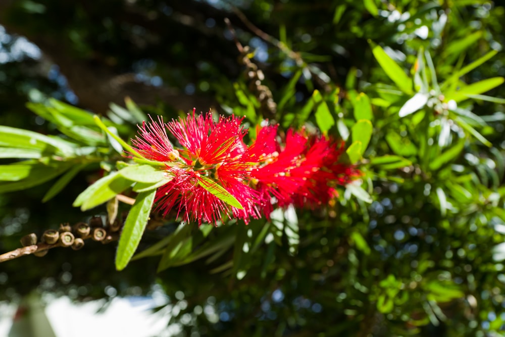 a close up of a red flower on a tree