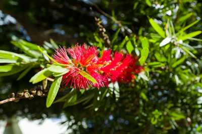 Bottle Brush Callistemon Red Flowers Sunbird India Garden — PlantCare