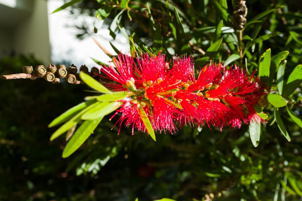 a close up of a red flower on a tree