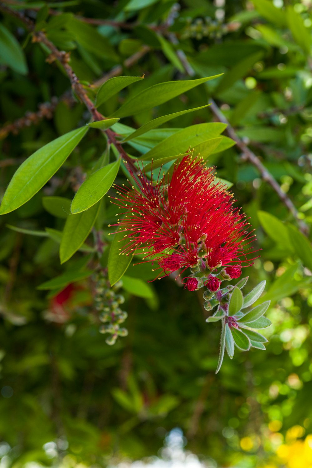 a close up of a red flower on a tree