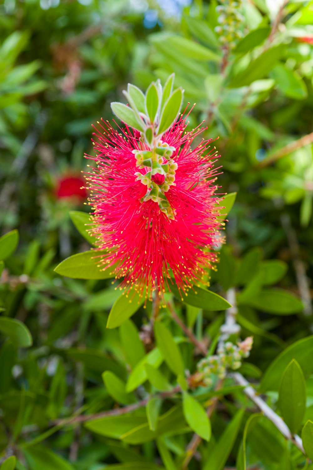 a red flower with green leaves in the background