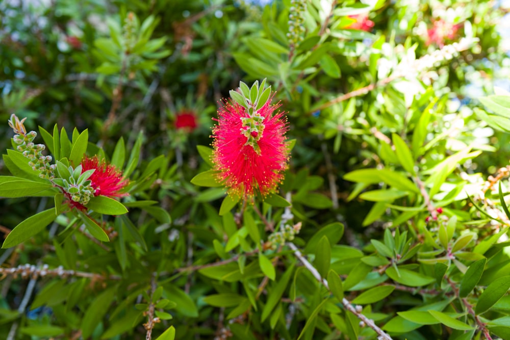 a bush with red flowers and green leaves