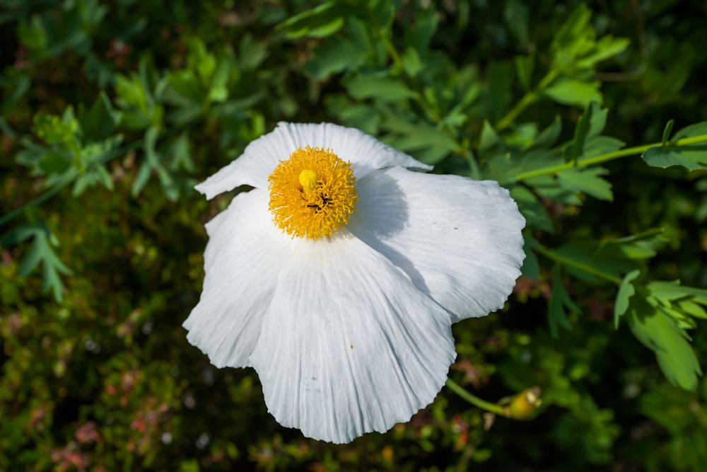 a white flower with a yellow center surrounded by greenery