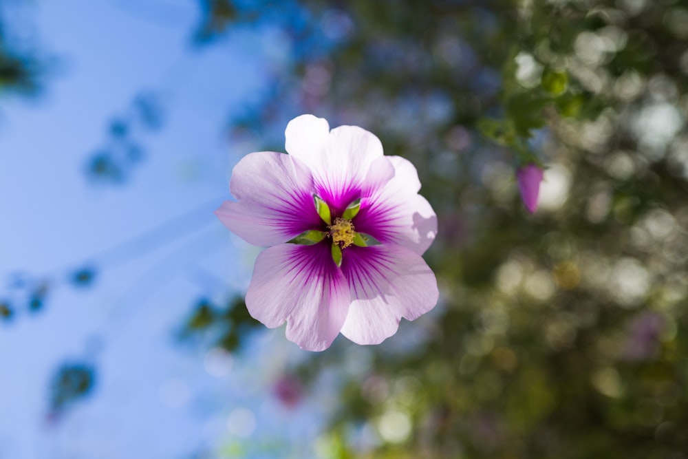 a pink flower with a blue sky in the background