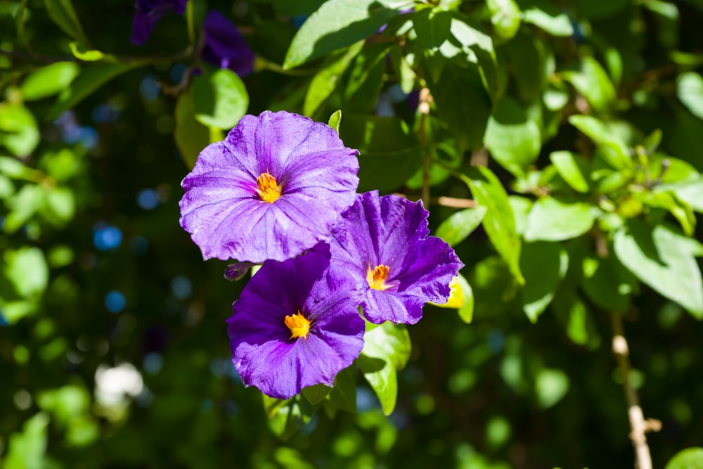 a couple of purple flowers hanging from a tree