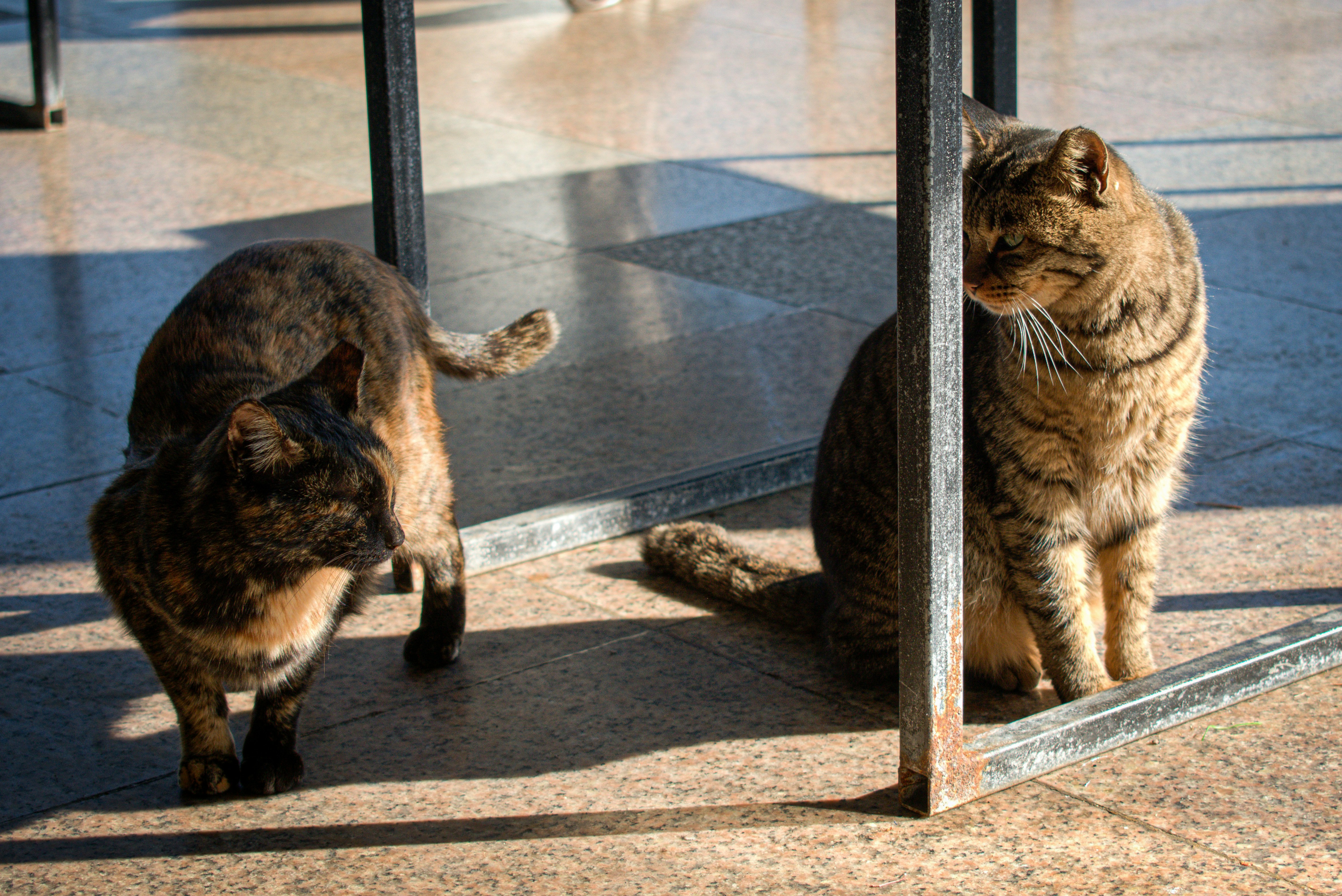 a couple of cats standing next to each other