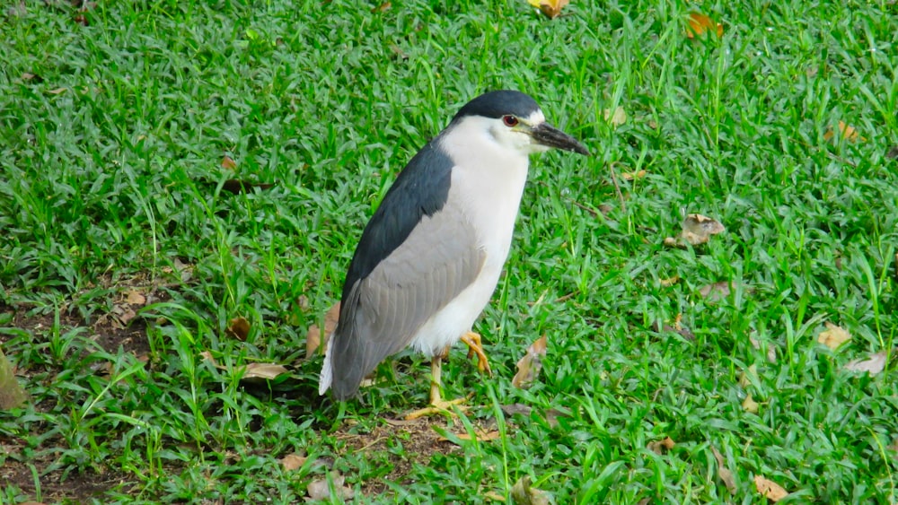 a black and white bird is standing in the grass