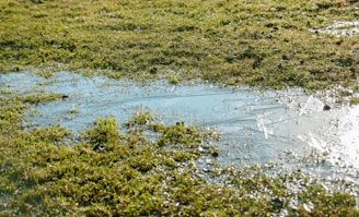 A close-up of a soil moisture sensor placed in a field.