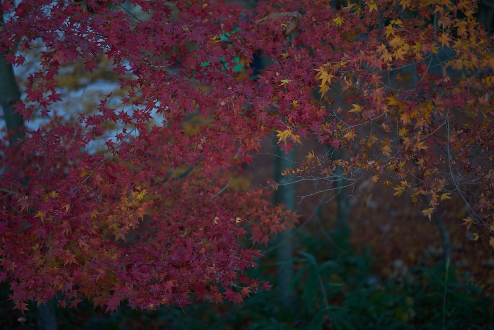 a tree with red leaves in a forest