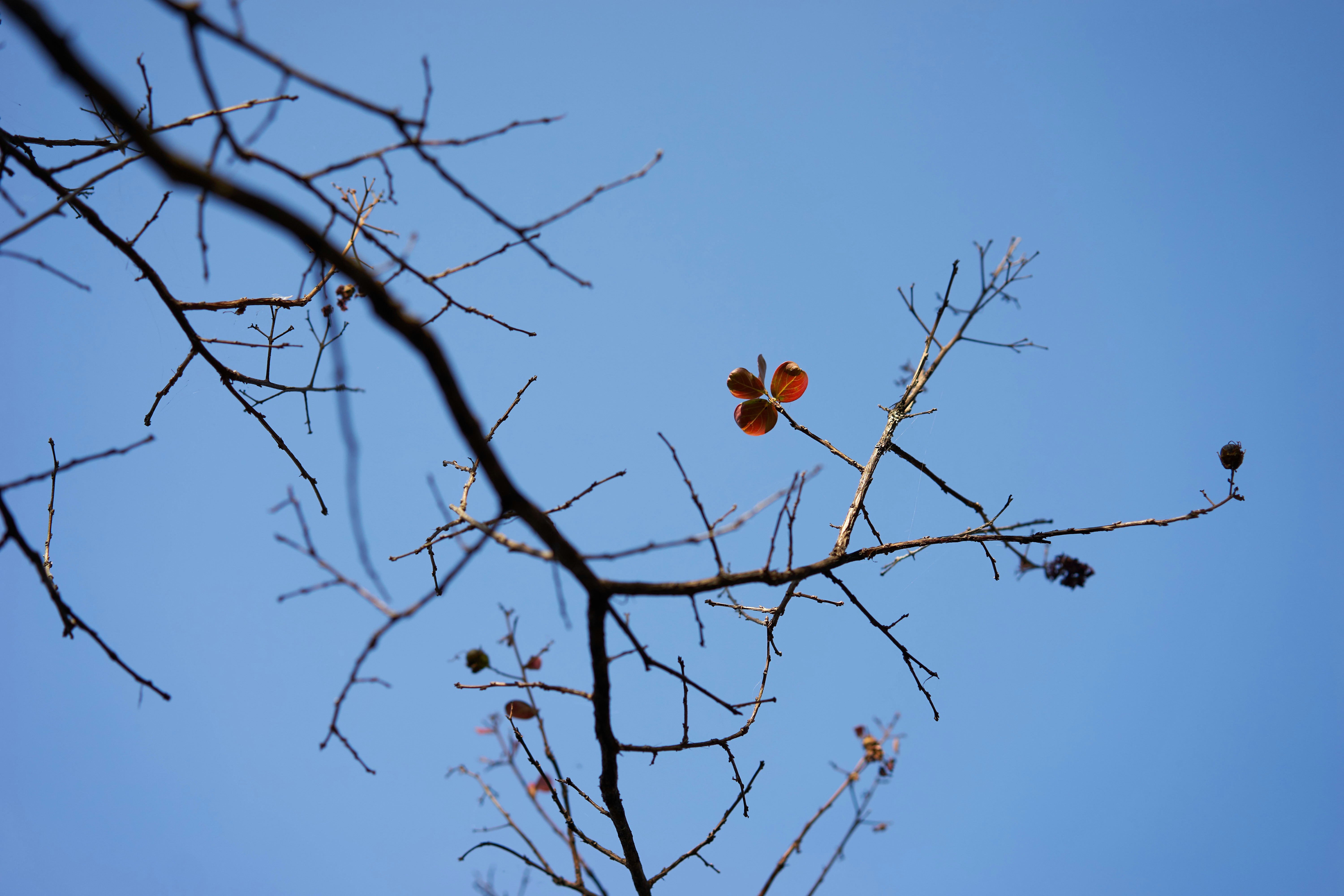 flowers and plants cover photo