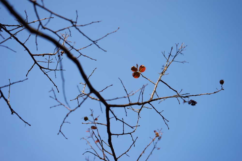 a leafless tree with a blue sky in the background