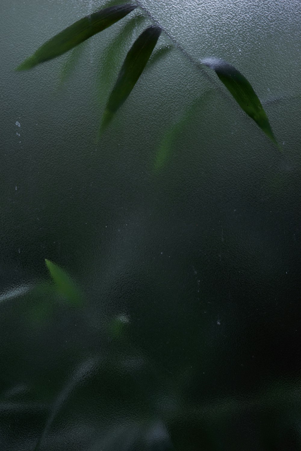 a blurry photo of a plant with leaves
