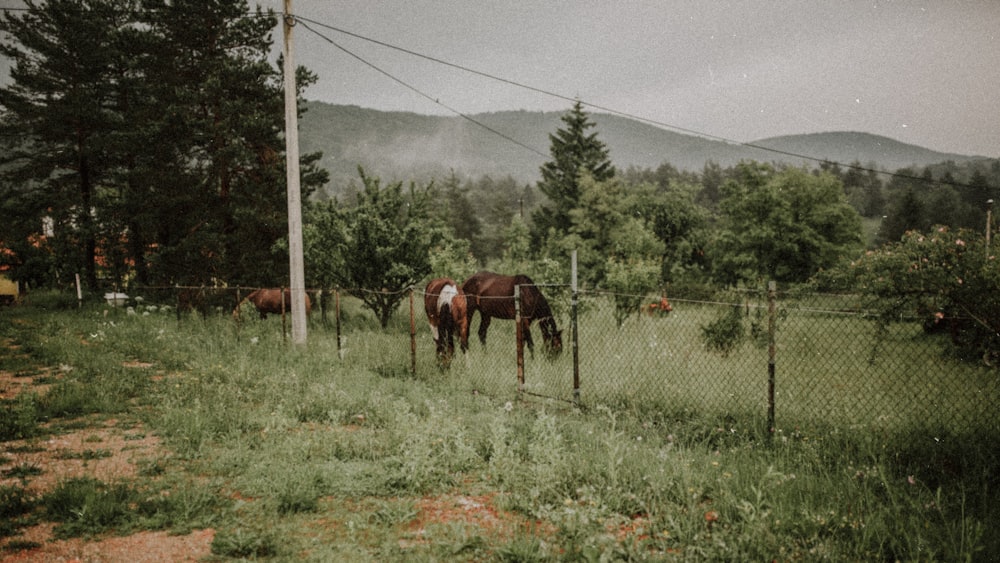 a brown horse standing on top of a lush green field