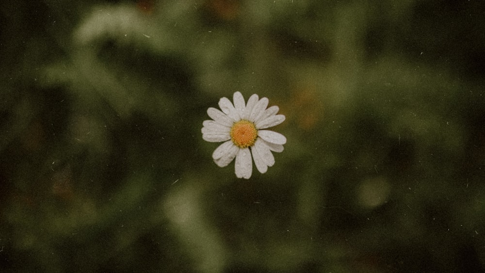 a single white flower with a yellow center