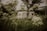 A scenic view of a caravan parked on a lush green hillside surrounded by trees.