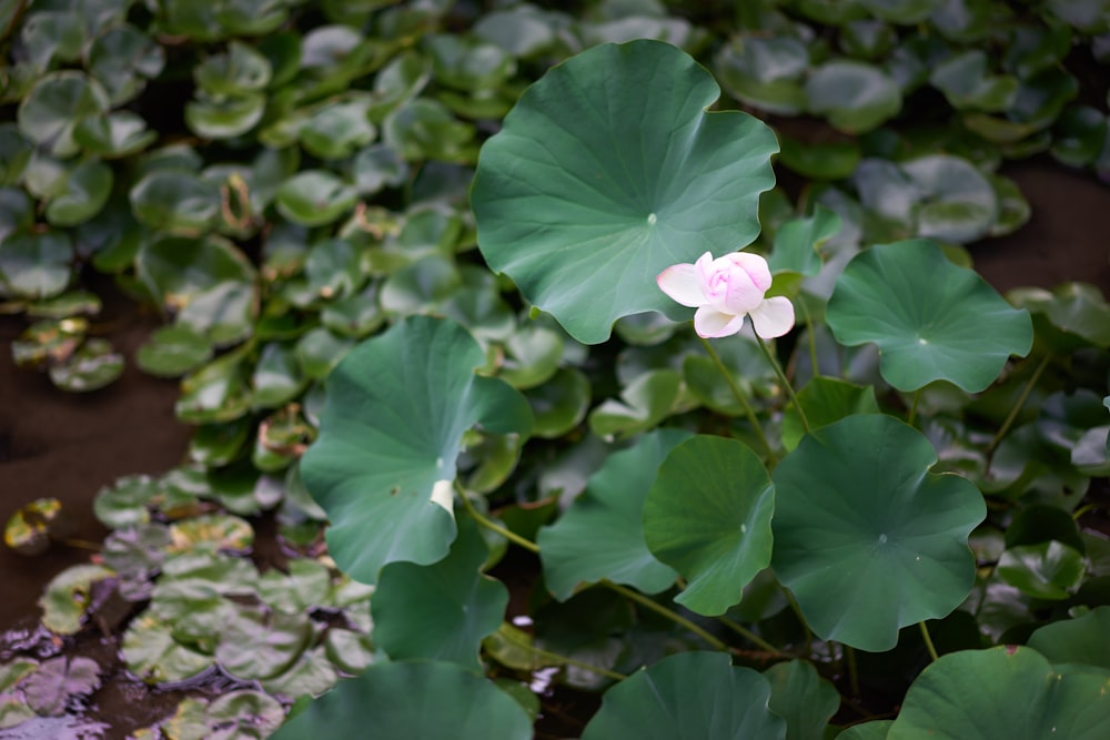 a pink and white flower surrounded by green leaves