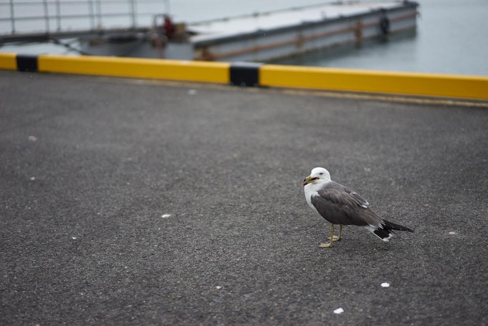 a seagull is standing on the pavement near the water