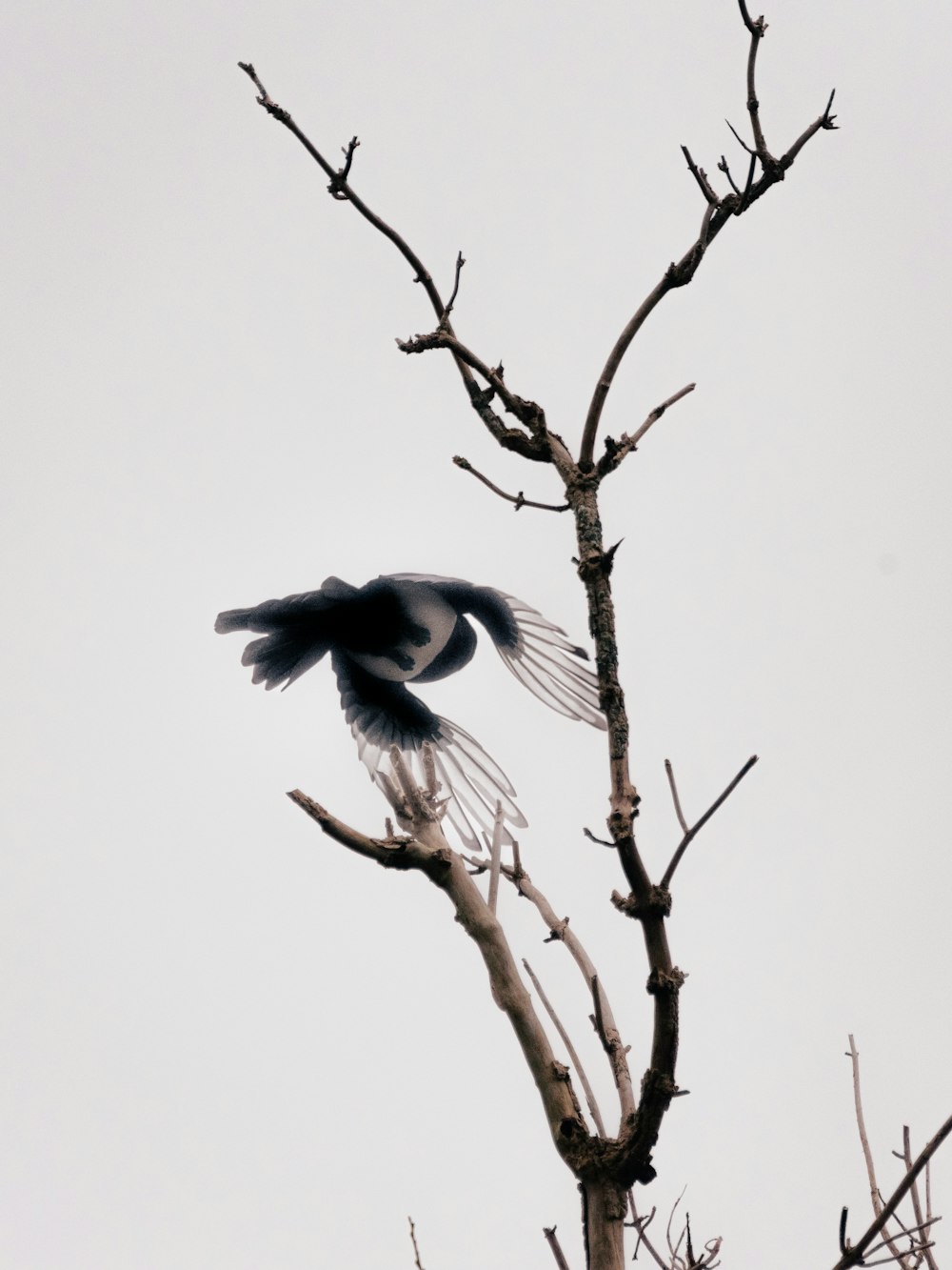 a bird is perched on top of a bare tree