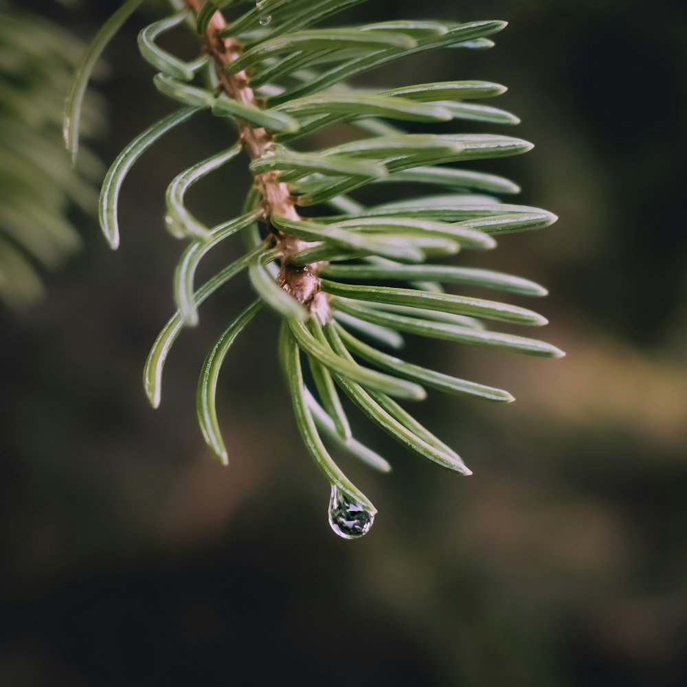 a pine branch with a drop of water hanging from it