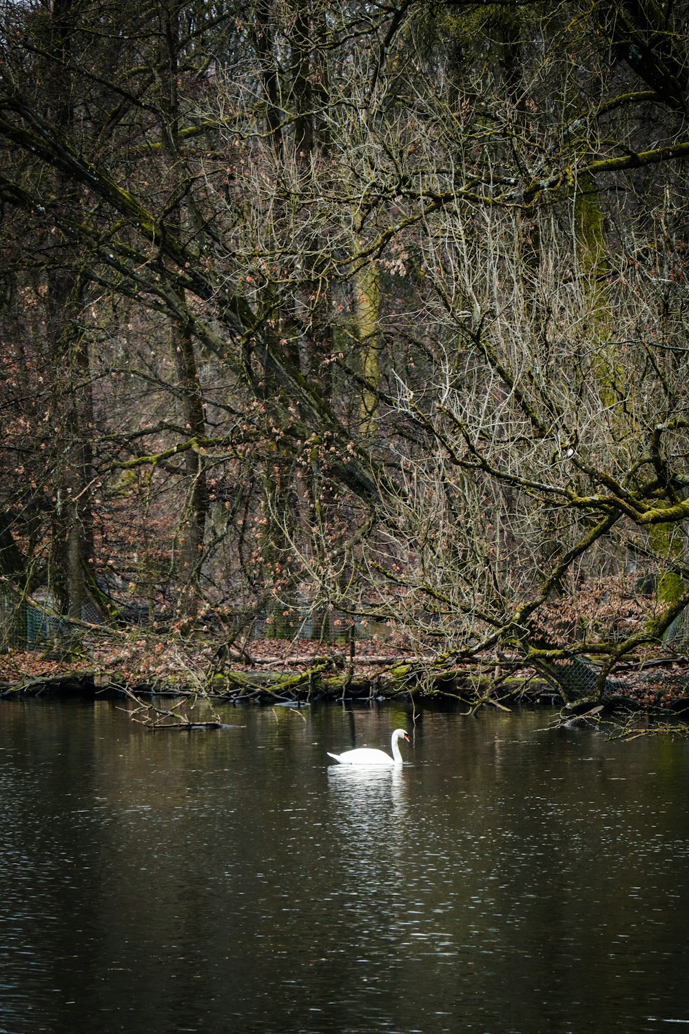 a white swan floating on top of a body of water