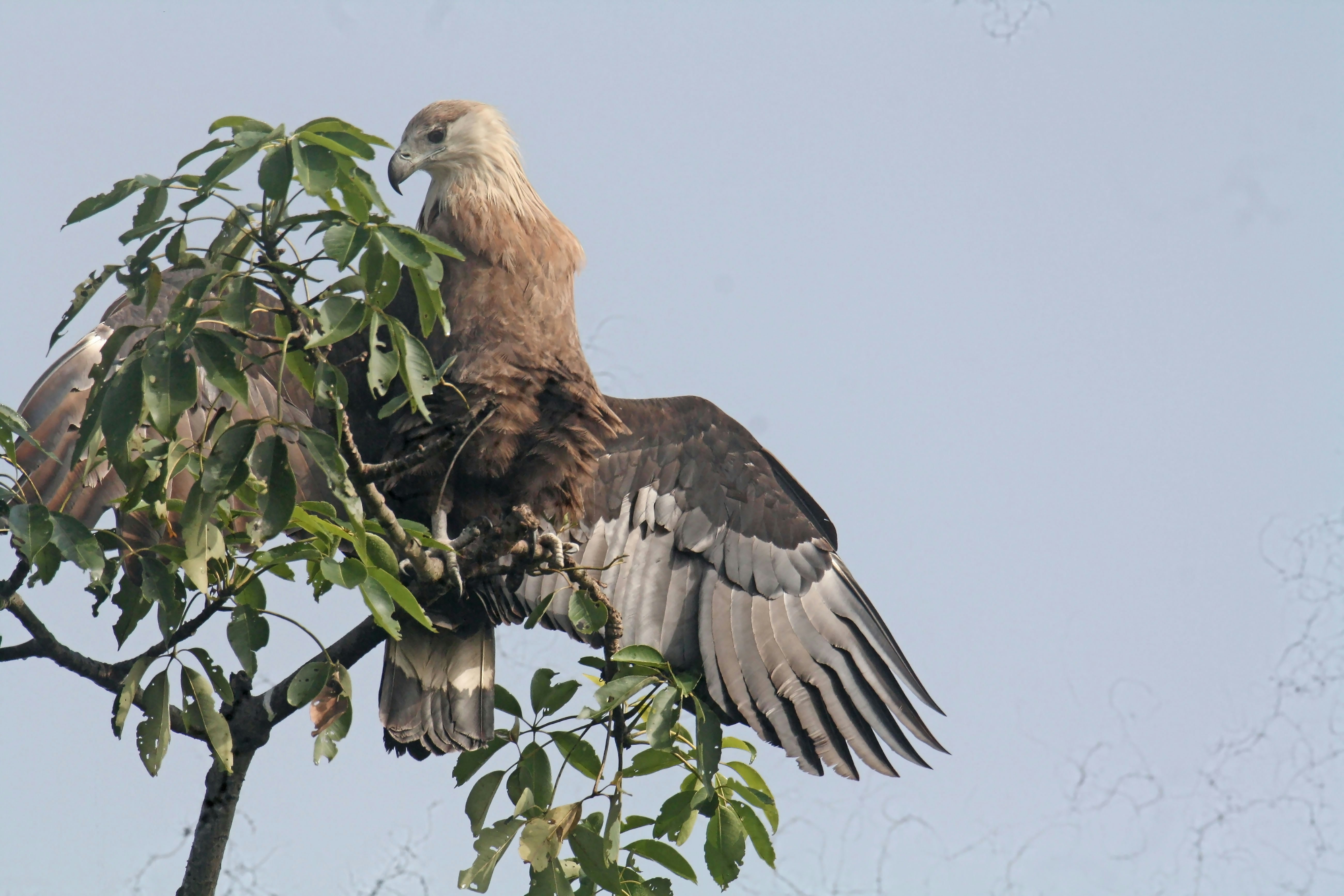 Photo by sylvester_123