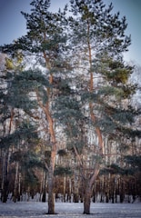 Two tall trees with evergreen foliage stand prominently in a snowy landscape, surrounded by a dense forest of leafless trees. The sunlight filters through the branches, casting soft shadows on the snow-covered ground.