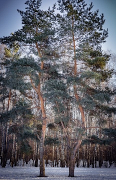 Two tall trees with evergreen foliage stand prominently in a snowy landscape, surrounded by a dense forest of leafless trees. The sunlight filters through the branches, casting soft shadows on the snow-covered ground.