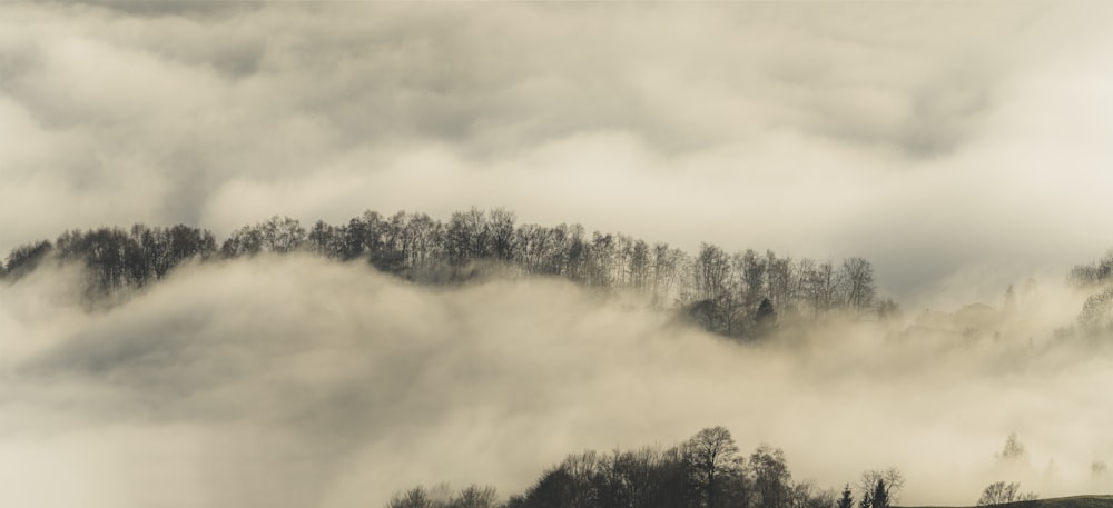 a mountain covered in fog with trees in the foreground