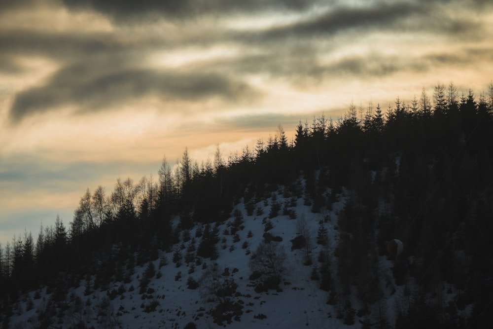 a snowy mountain with trees on the side of it