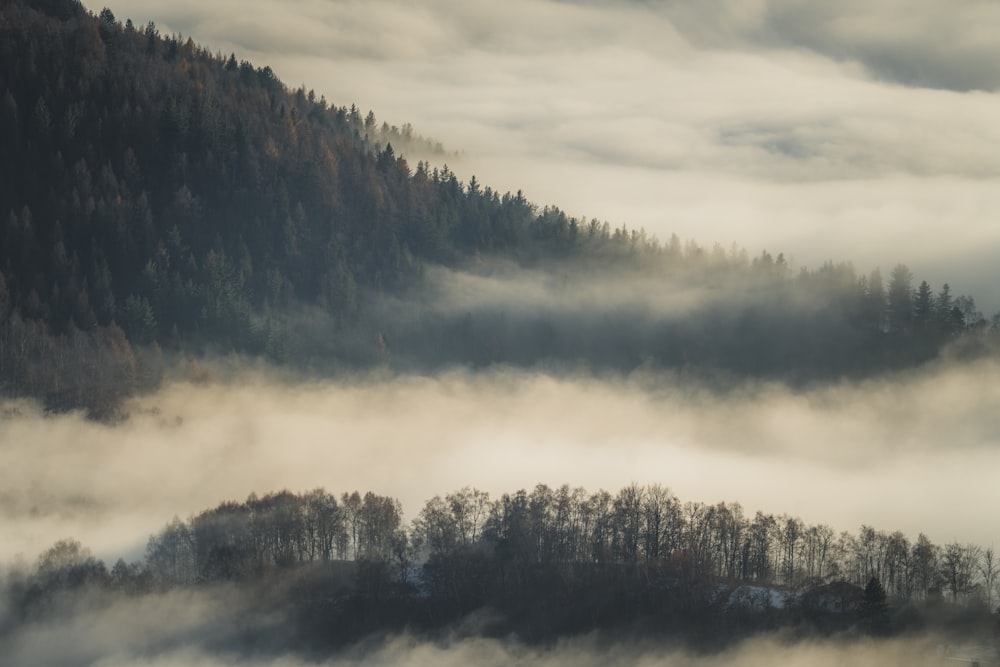 a forest covered in fog and low lying clouds