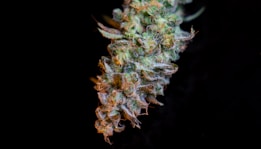 A close-up view of a cannabis bud with intricate details, including vibrant green leaves and orange-brown pistils. The texture appears dense and covered with crystalline trichomes, giving it a frosty appearance against a dark background.