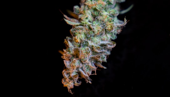 A close-up view of a cannabis bud with intricate details, including vibrant green leaves and orange-brown pistils. The texture appears dense and covered with crystalline trichomes, giving it a frosty appearance against a dark background.
