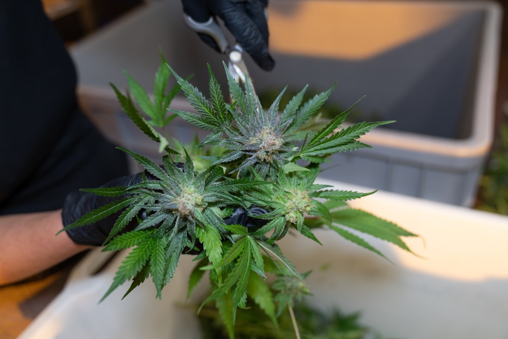 a person cutting a marijuana plant with a pair of scissors