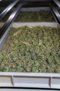 A professional dispensary shelf stocked with colorful THC cannabis products.