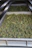 A tray filled with dried green plant material, possibly herbs or cannabis, is placed on a reflective metal shelf.