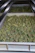 A tray filled with dried green plant material, possibly herbs or cannabis, is placed on a reflective metal shelf.