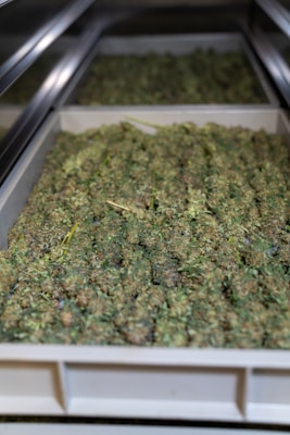 A tray filled with dried green plant material, possibly herbs or cannabis, is placed on a reflective metal shelf.