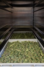 Several trays filled with green cannabis buds are placed on shelves within a metallic enclosure. The buds are arranged densely, and the perspective gives a view down the narrow row created by the shelves.
