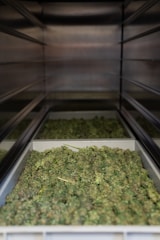 Several trays filled with green cannabis buds are placed on shelves within a metallic enclosure. The buds are arranged densely, and the perspective gives a view down the narrow row created by the shelves.