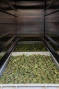 Several trays filled with green cannabis buds are placed on shelves within a metallic enclosure. The buds are arranged densely, and the perspective gives a view down the narrow row created by the shelves.