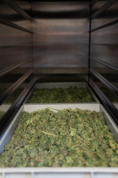 Several trays filled with green cannabis buds are placed on shelves within a metallic enclosure. The buds are arranged densely, and the perspective gives a view down the narrow row created by the shelves.