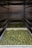 Several trays filled with green cannabis buds are placed on shelves within a metallic enclosure. The buds are arranged densely, and the perspective gives a view down the narrow row created by the shelves.