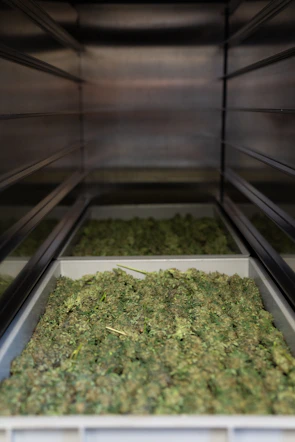 Shelves neatly lined with premium cannabis products in sleek packaging.