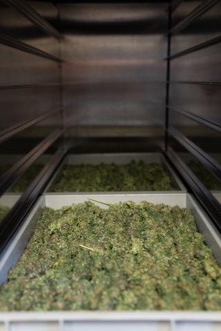 Several trays filled with green cannabis buds are placed on shelves within a metallic enclosure. The buds are arranged densely, and the perspective gives a view down the narrow row created by the shelves.